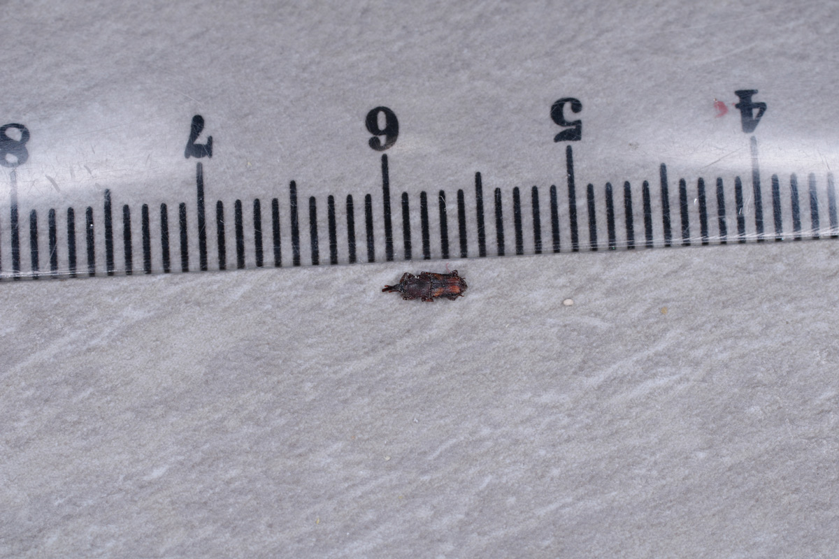 Dryophthoridae: Sitophilus da ID